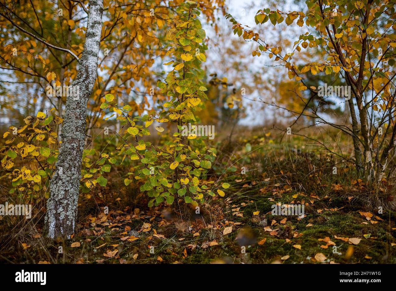 Forest of birch and pine trees with yellow leaves in autumn Stock Photo ...