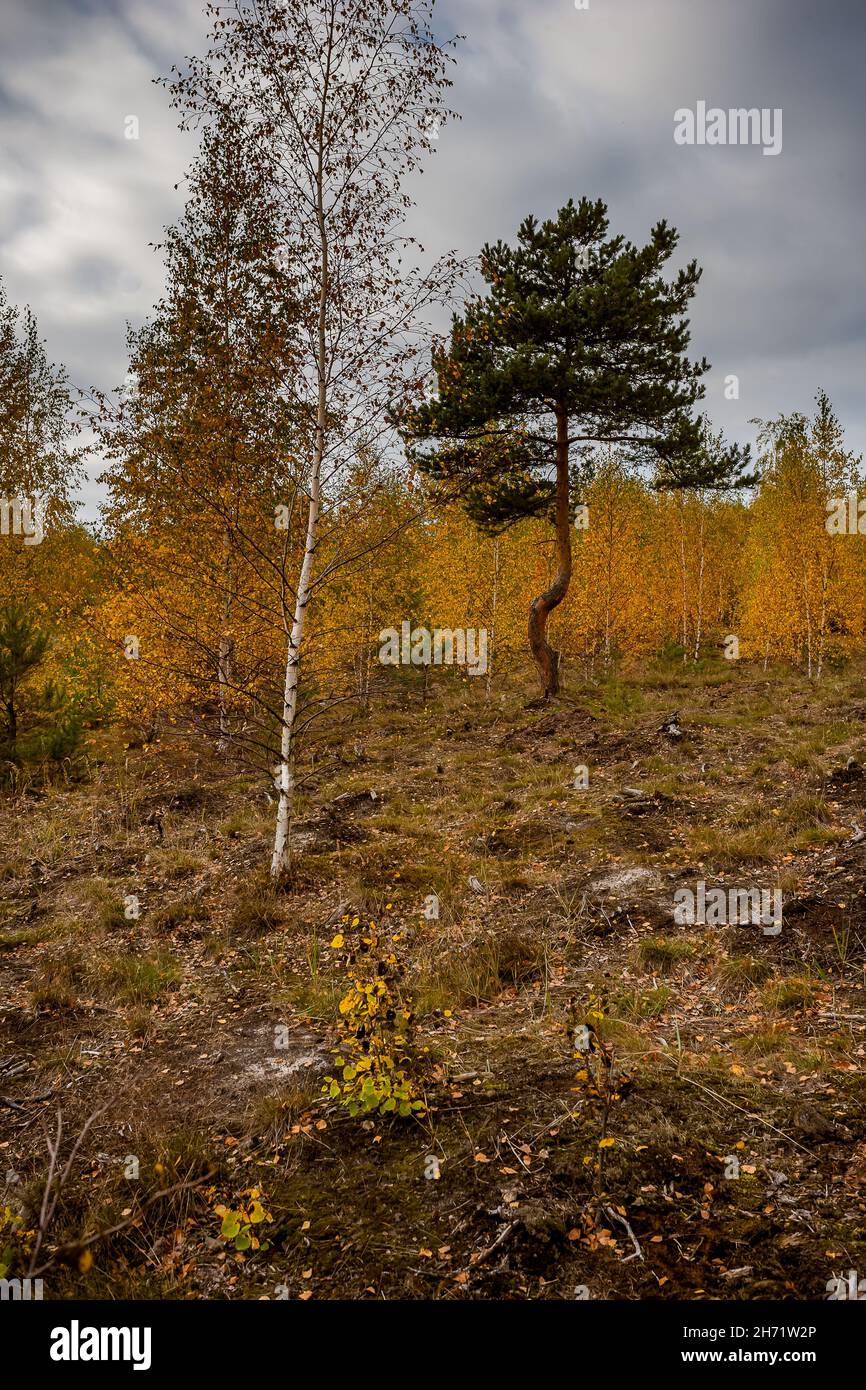 Forest of birch and pine trees with yellow leaves in autumn Stock Photo ...
