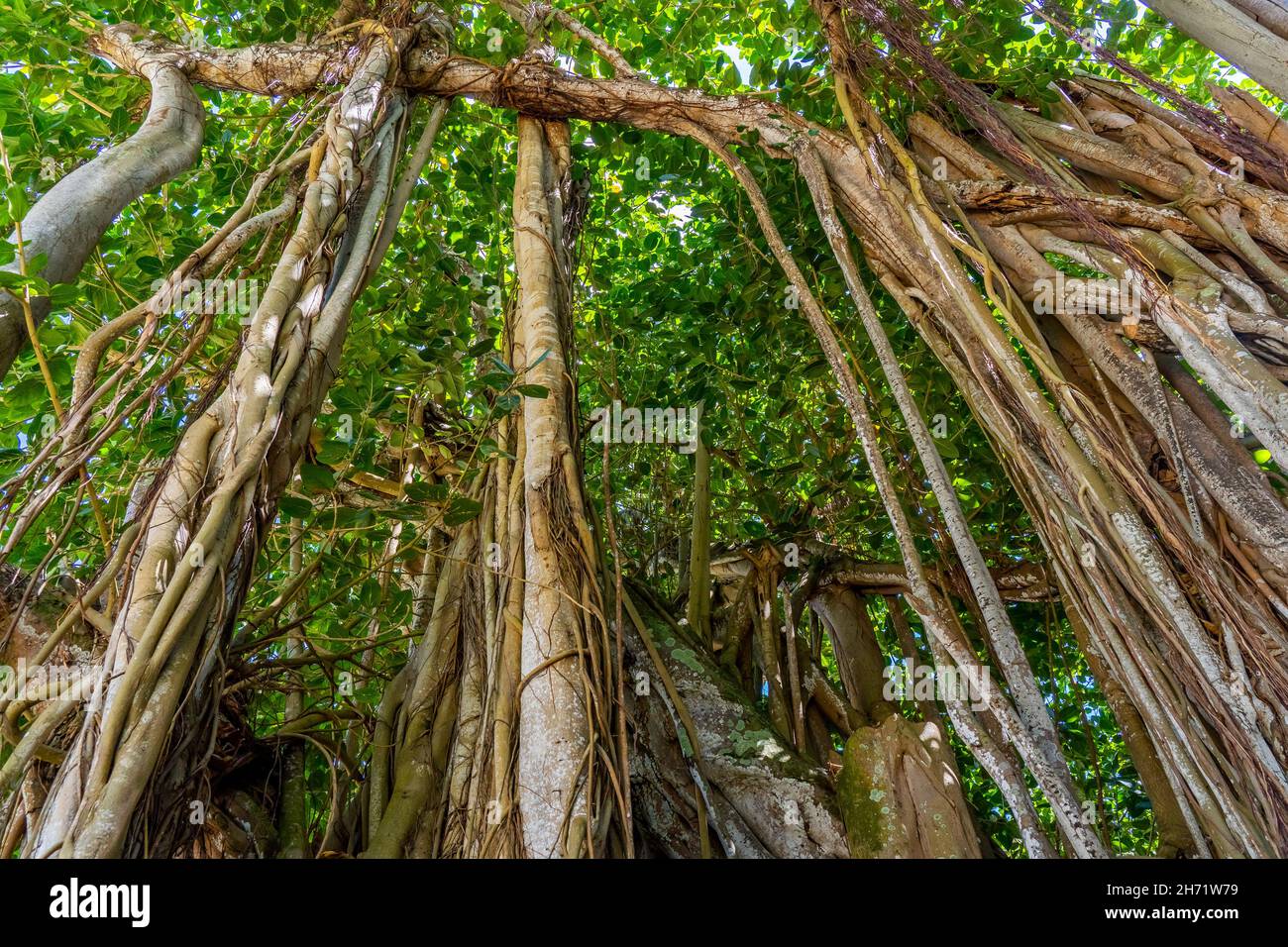Close up of Banyan tree background in the tropical forest. High quality photo Stock Photo