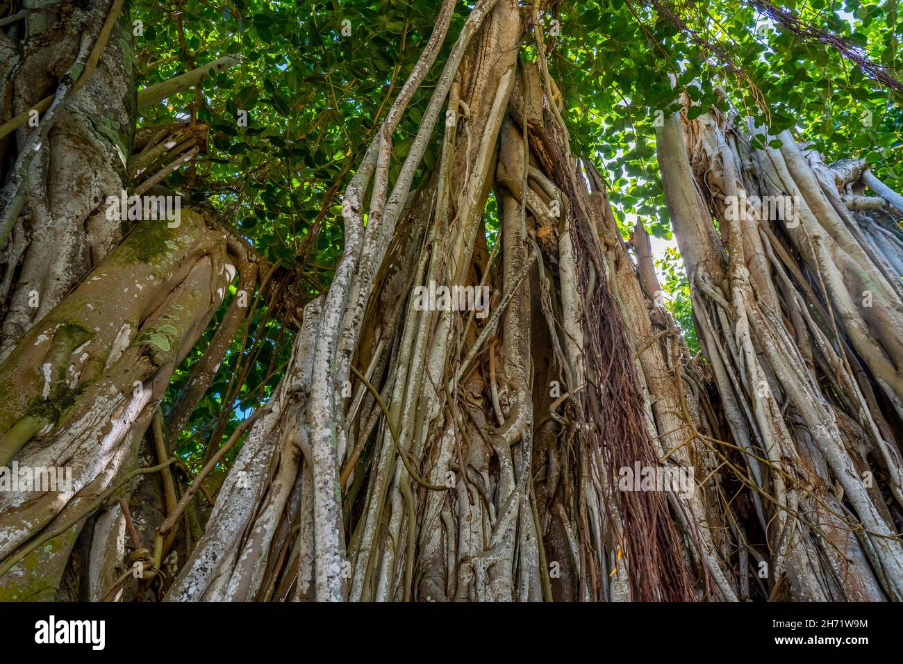 Close up of Banyan tree background in the tropical forest. High quality photo Stock Photo