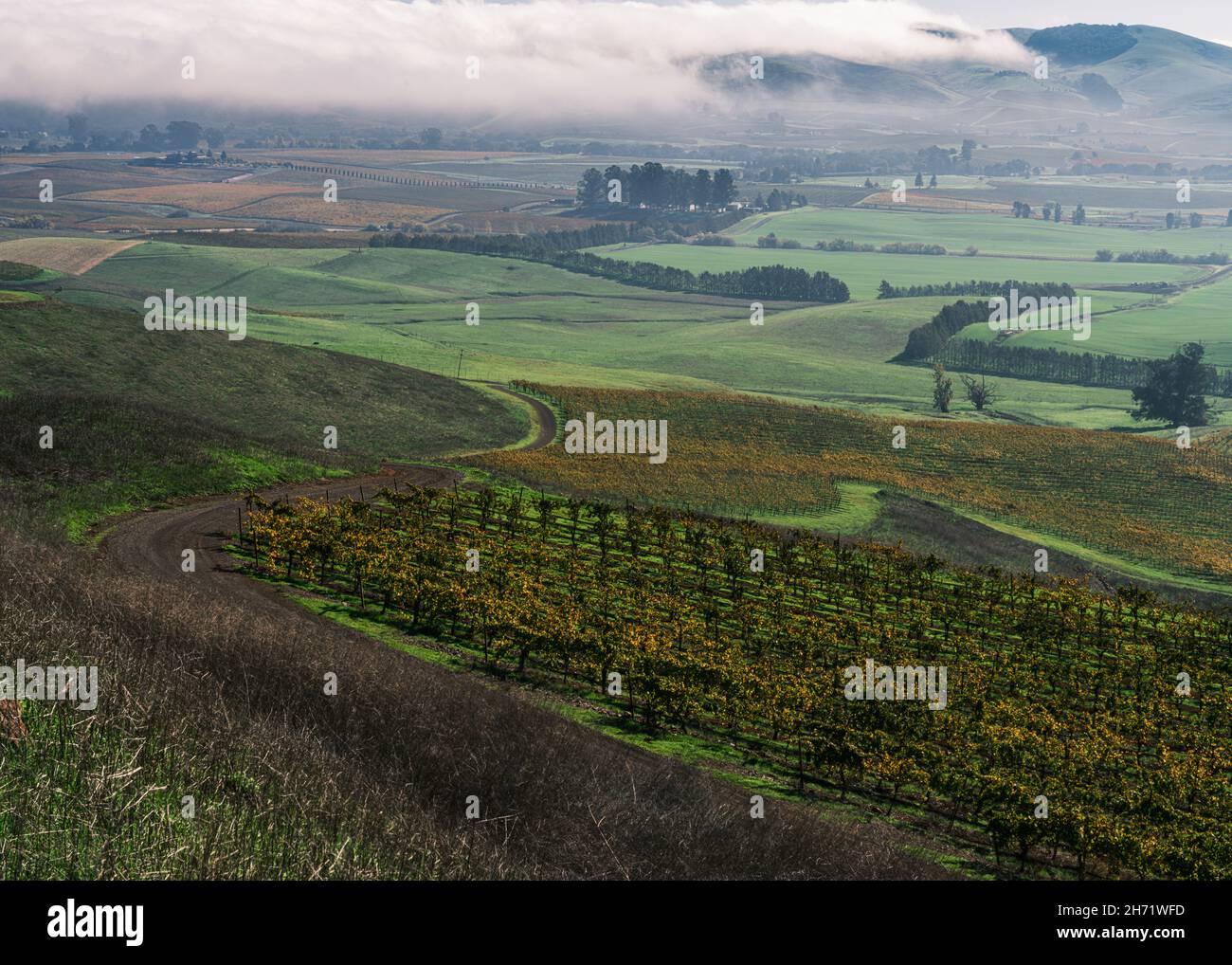 An aerial view of an autumn landscape of trees and vineyard Napa Valley Stock Photo