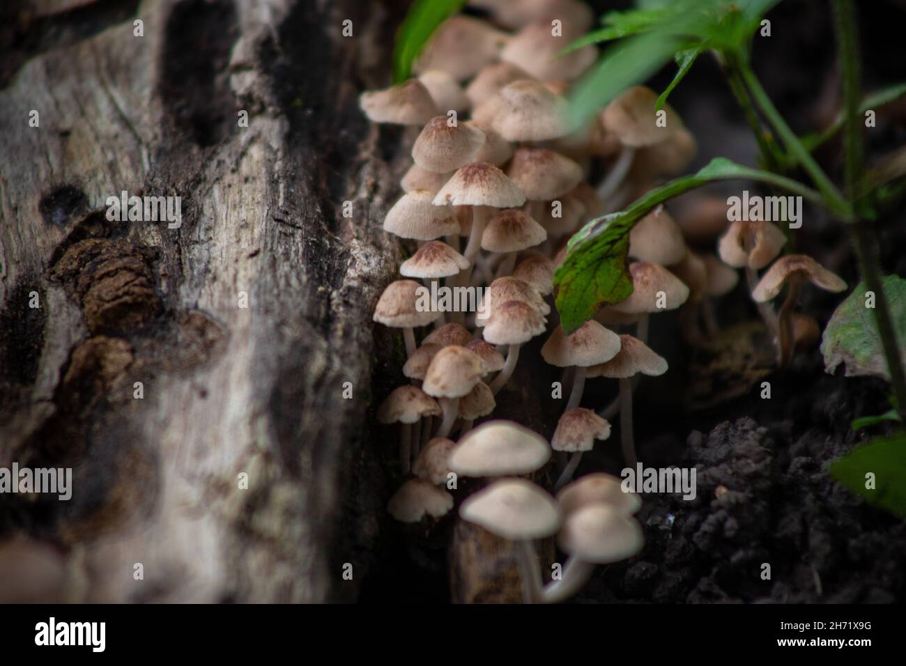 Closeup of fungus on tree bark in a forest in Sierra de Manantlan ...