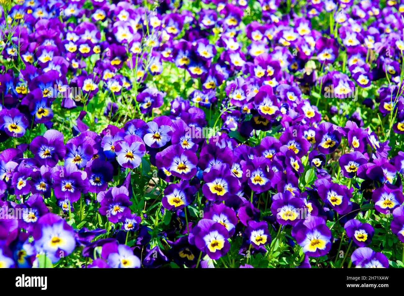 Pansy flowers. Stock Photo