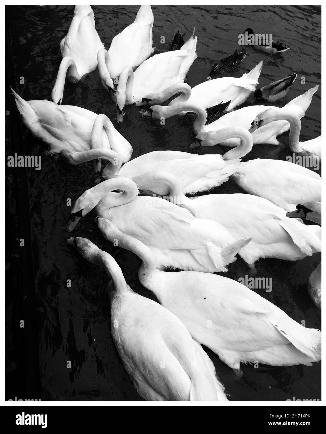 Vertical grayscale shot of the white swans in the water. Stock Photo