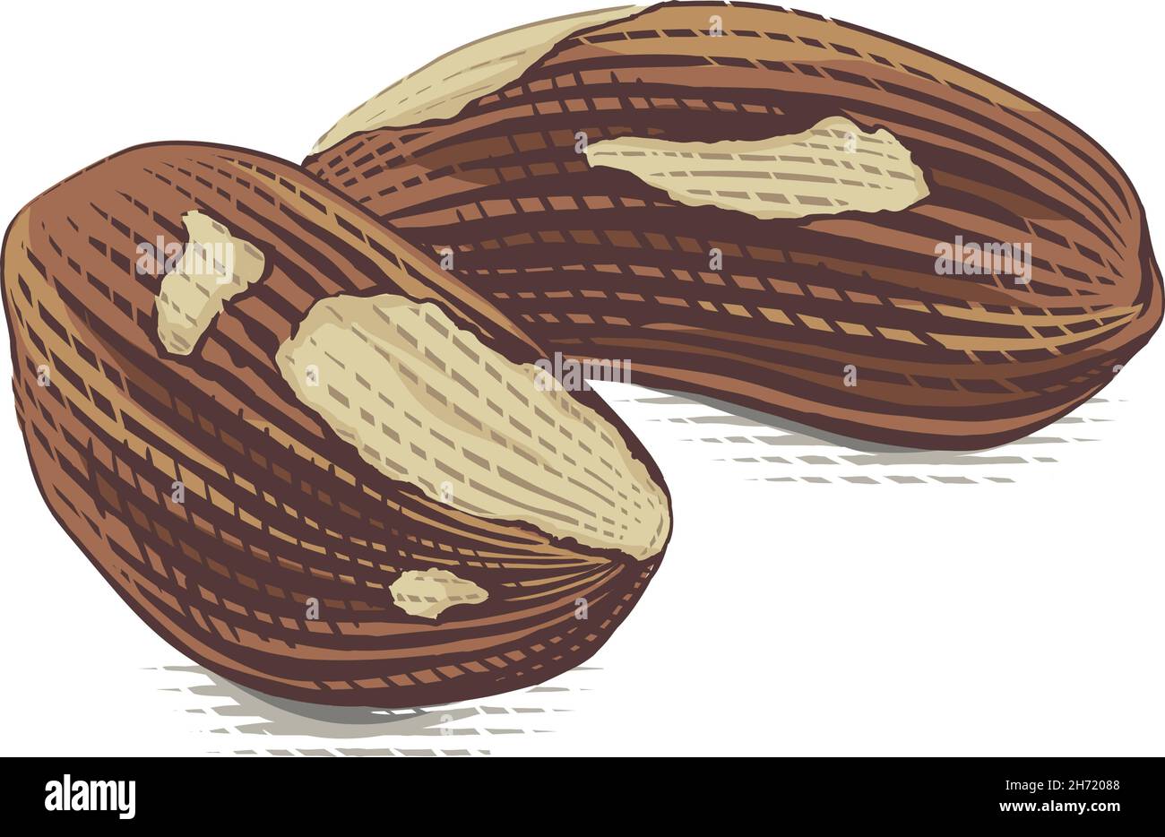 brazil brazilian nut bertholletia Hand drawing watercolor sketch