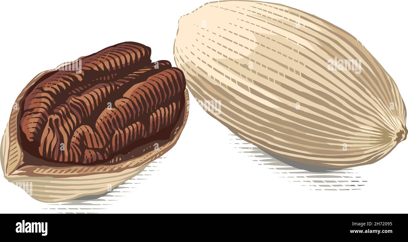 pecan nut Hand drawing sketch engraving watercolor illustration style