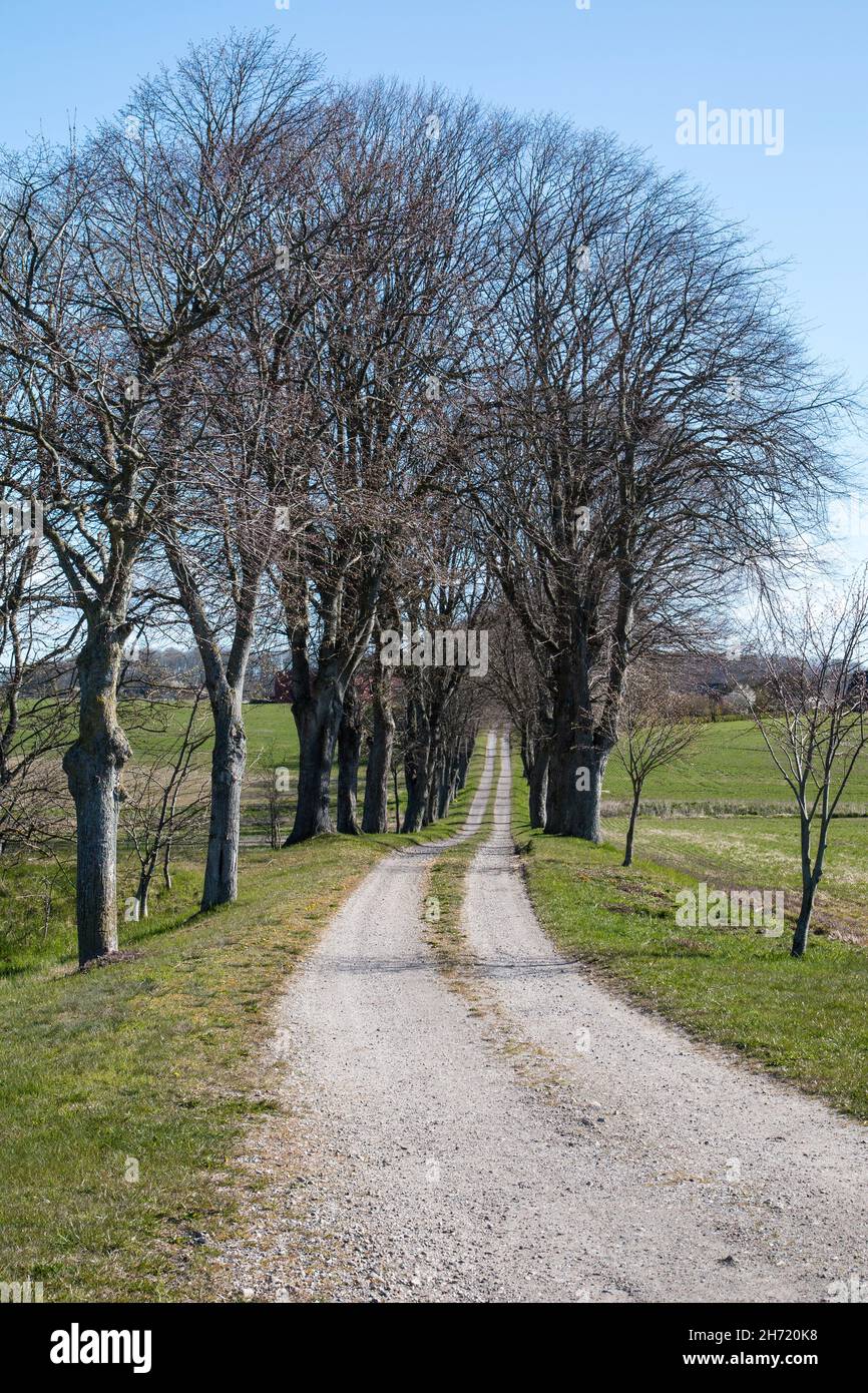 Dirt road with trees on both side of the road Stock Photo