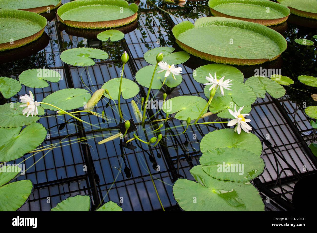 Closeup on water lilies with flowers. Reflections from windows in the water Stock Photo