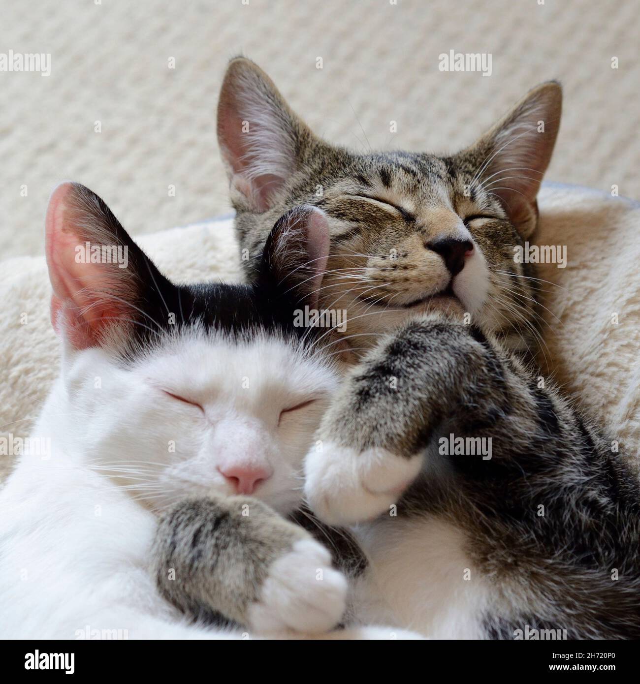 Sleeping kittens smiling in bed Stock Photo