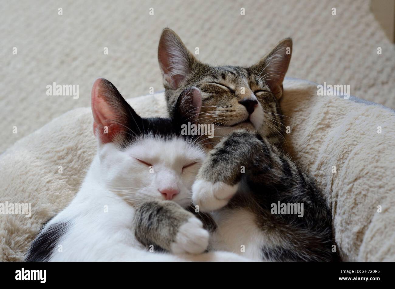 Sleeping kittens smiling in bed Stock Photo