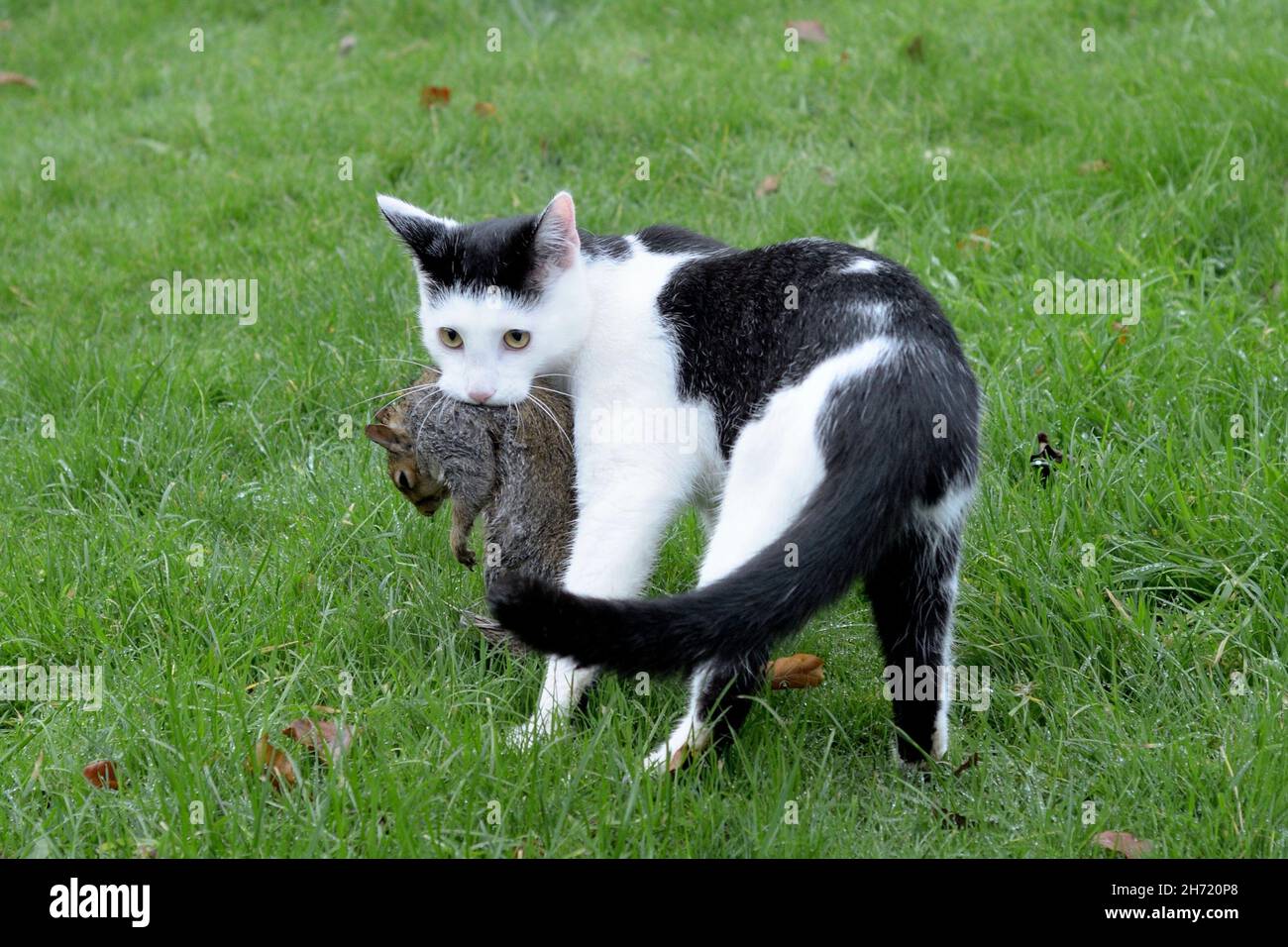 Cat caught a squirrel Stock Photo - Alamy