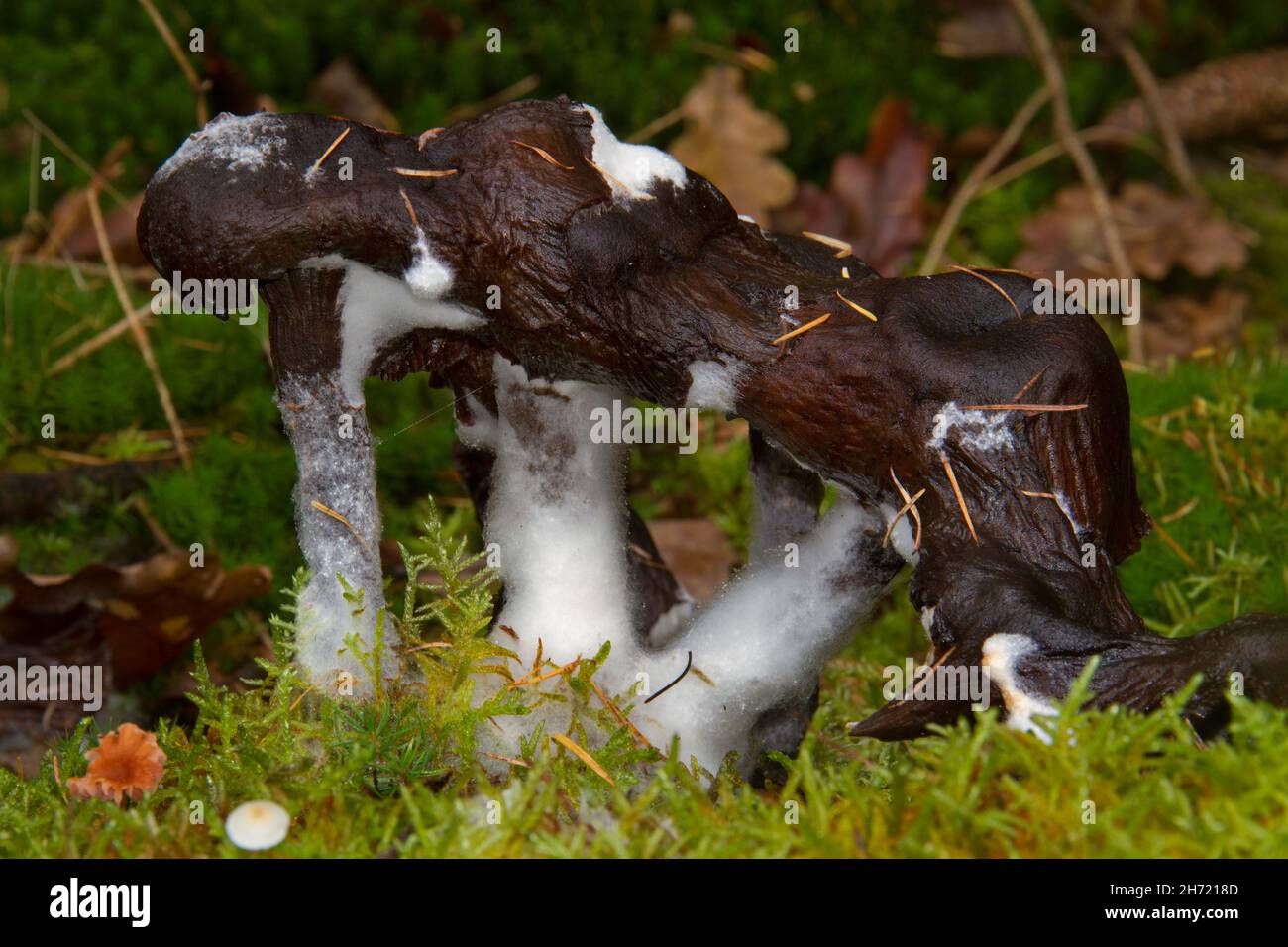 Moldy mushrooms growing in moss in a forest Stock Photo