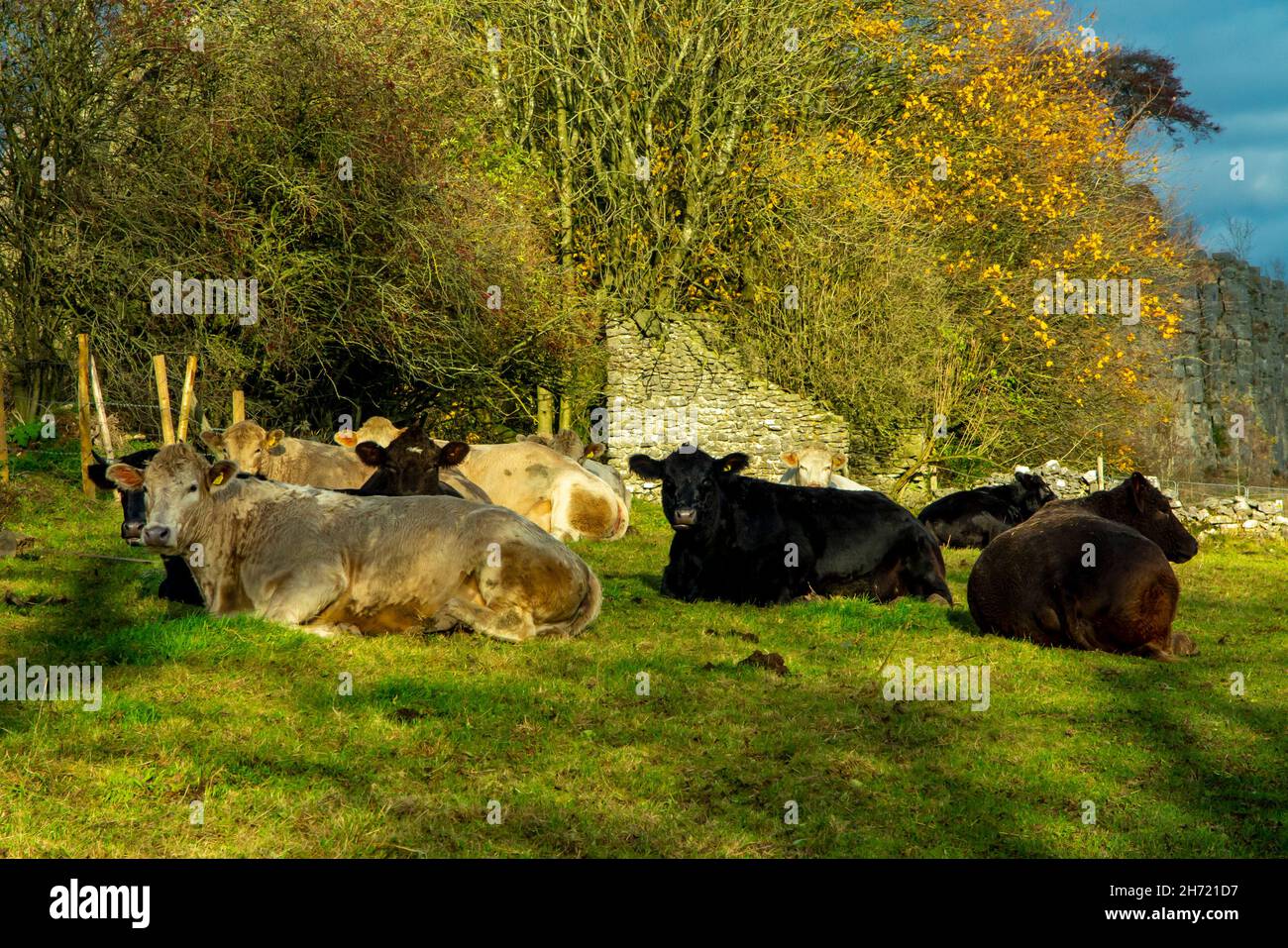 Cattle grazing in a field with trees and a stormy sky behind. Stock Photo