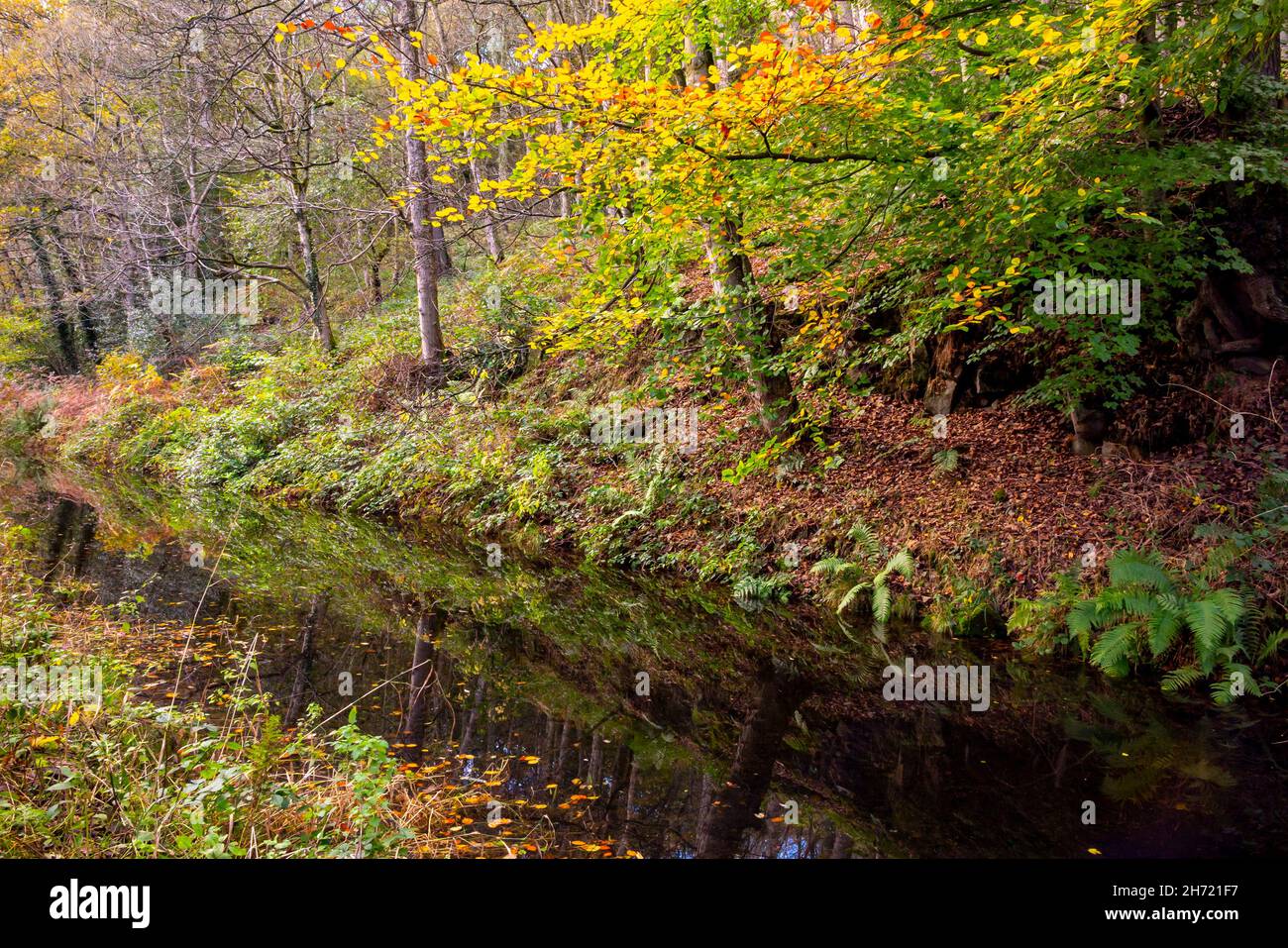 Autumn trees reflected in water on the Cromford Canal in the Derbyshire Peak District England UK Stock Photo