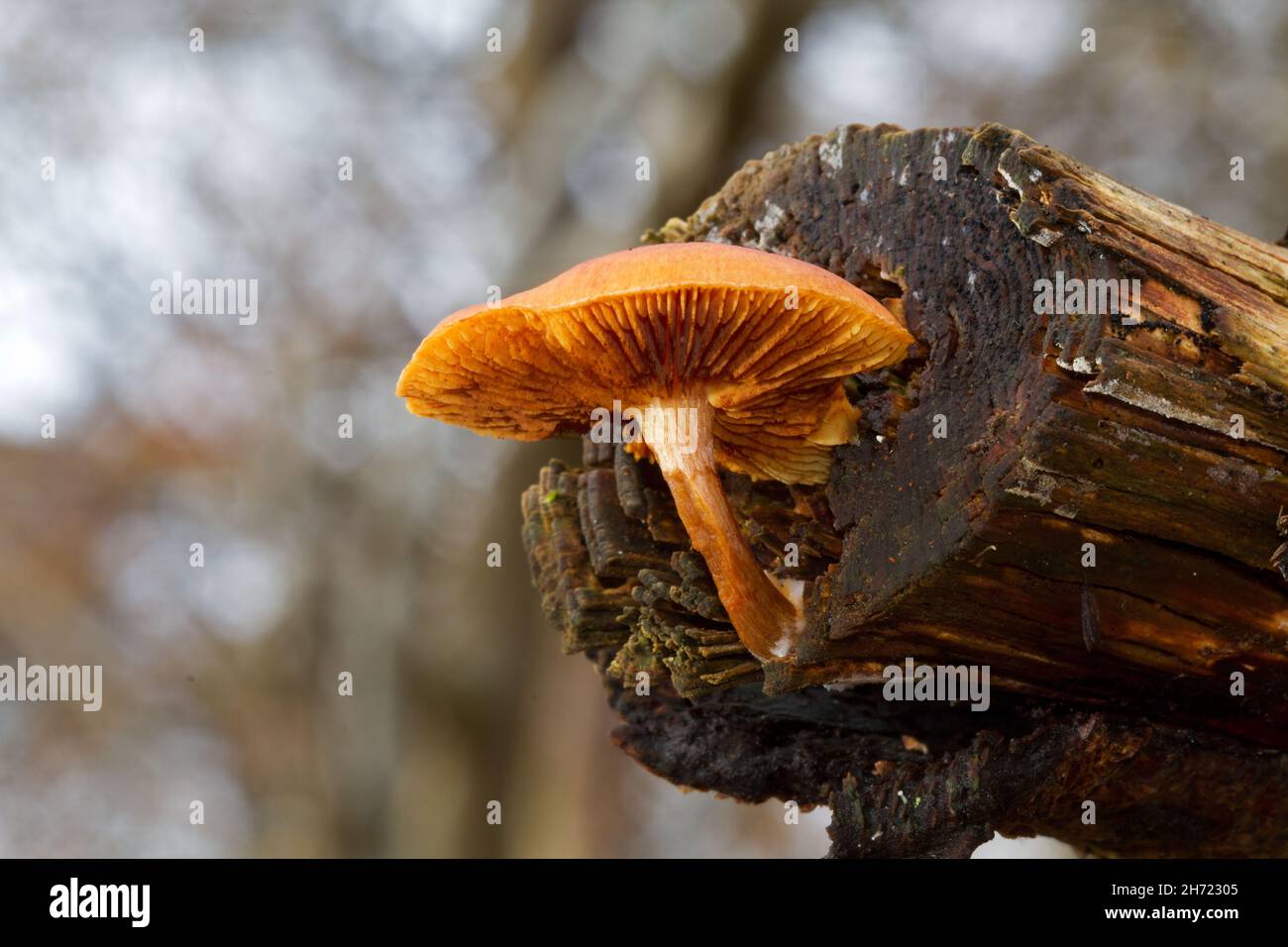 Scaly Rustgill mushroom growing on rotting branch, seen from below Stock Photo