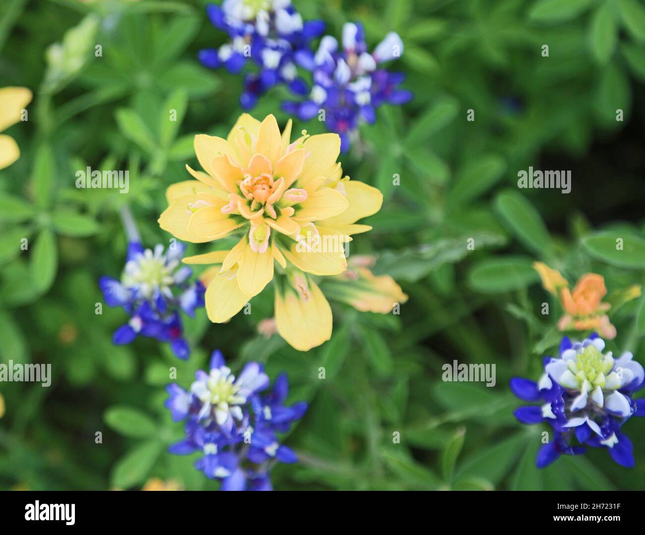 Yellow Indian Paintbrush flower Stock Photo - Alamy