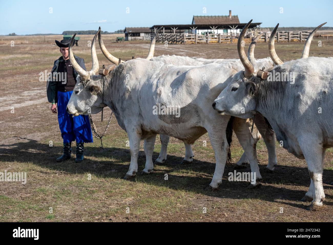 Hungarian Csiko with Hungarian Grey cattle in the puszta, Hortobagy National Park, Hungary Stock Photo