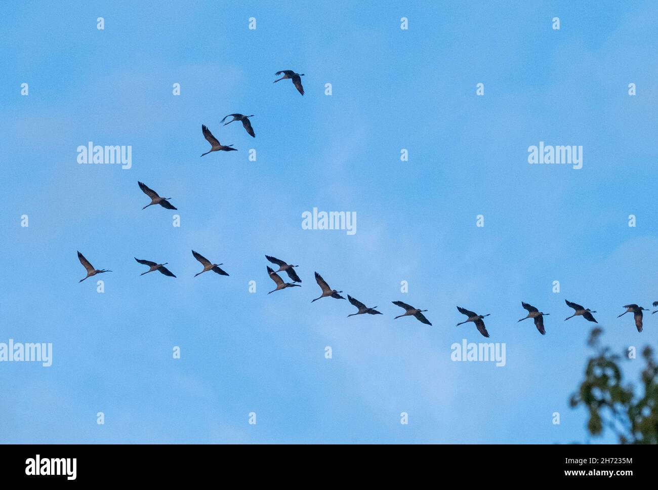 A flock of cranes in flight, Hortobagy National Park, Hungary Stock Photo
