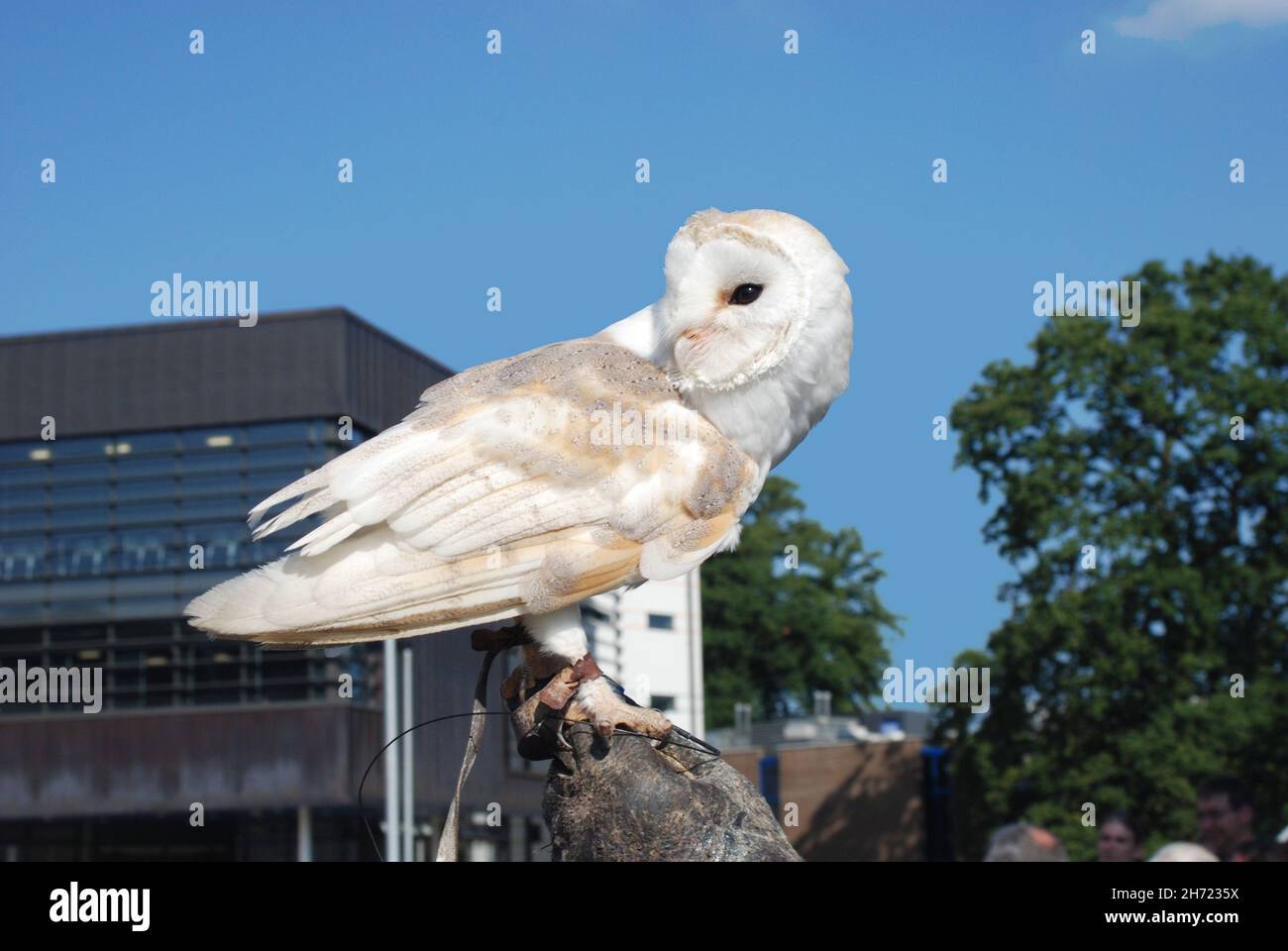 Captive Barn Owl (Tyto alba), perching, with a falconer's jess around its leg. Jesses allow a falconer to control a bird and to secure it onto a perch Stock Photo