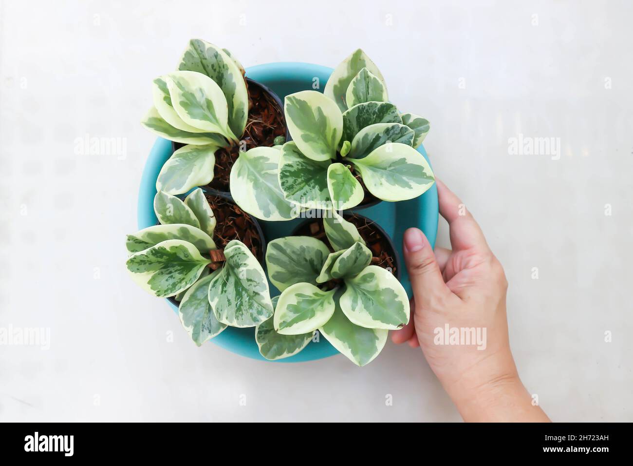 Peperomia obtusifolia , Baby Rubber Plant or  Pepper Face or PIPERACEAE Stock Photo