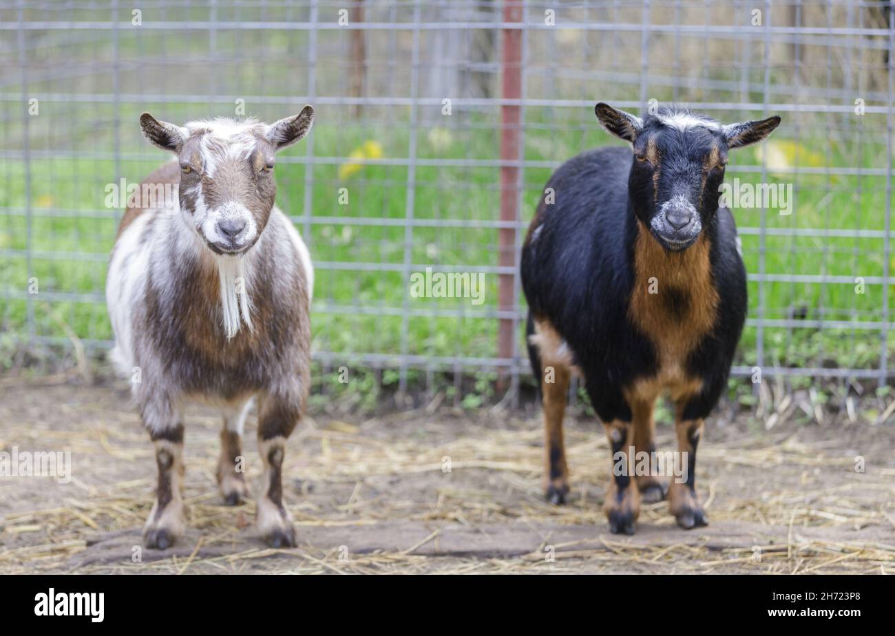 Curious Goats standing in animal pen. Farm in Santa Clara County, California, USA. Stock Photo