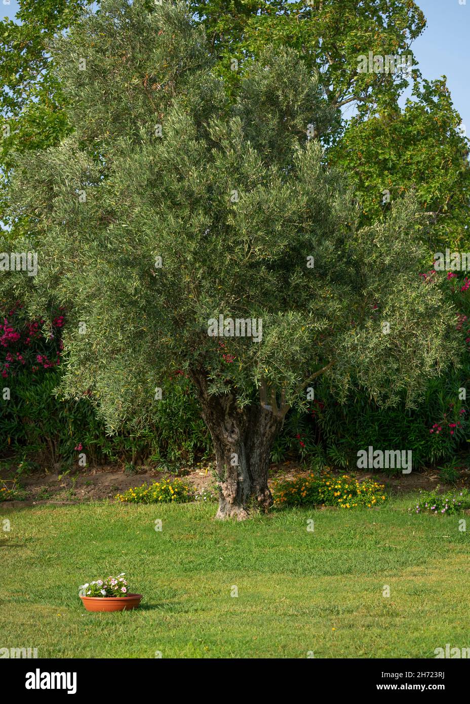 Olive grove calabria italy hi-res stock photography and images - Alamy