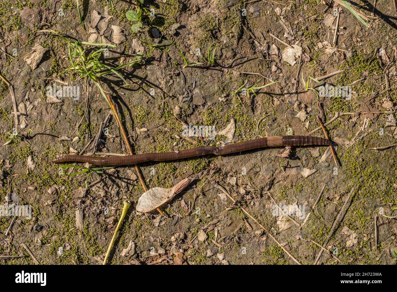 A long earthworm that looks like it had injuries crawling along a wet ground across a footpath in the woodlands on a bright sunny day Stock Photo
