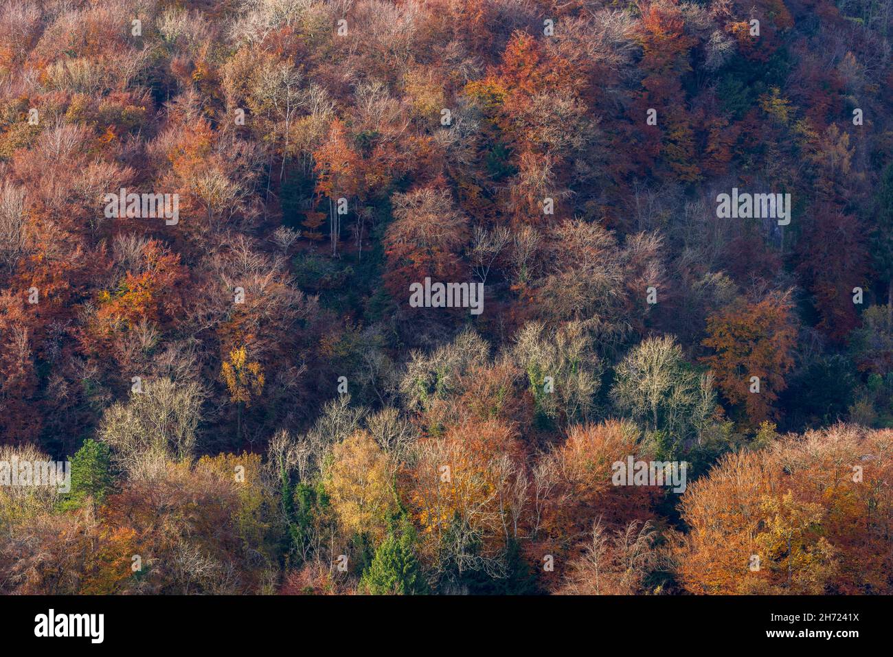 Colourful autumn trees at Symonds Yat Rock, Forest of Dean, Herefordshire, England Stock Photo