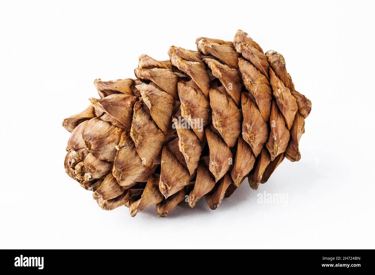 pine cone isolated on white background. cedar Stock Photo