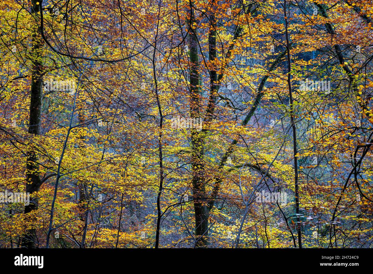 Colourful autumn Beech trees at Symonds Yat Rock,  Forest of Dean, Herefordshire, England Stock Photo