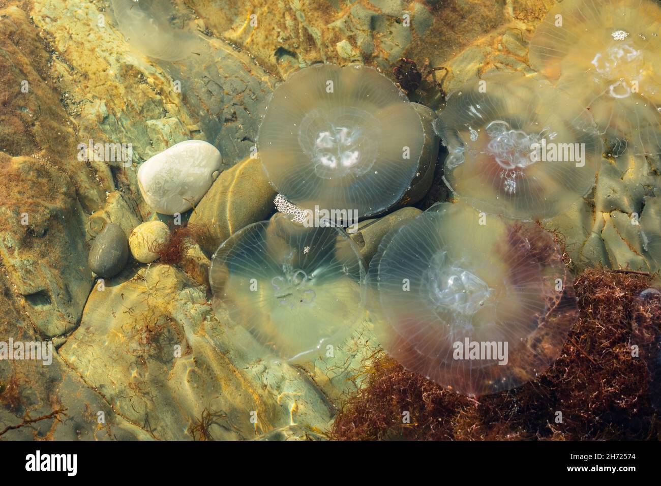Five jellyfish in shallow water. In the background rocks and red