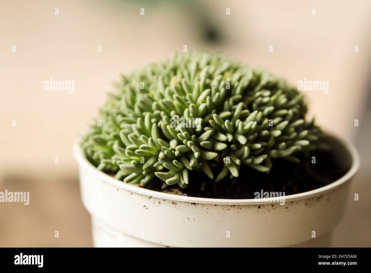 Beautiful Sedum Hispanicum plant in the garden Stock Photo