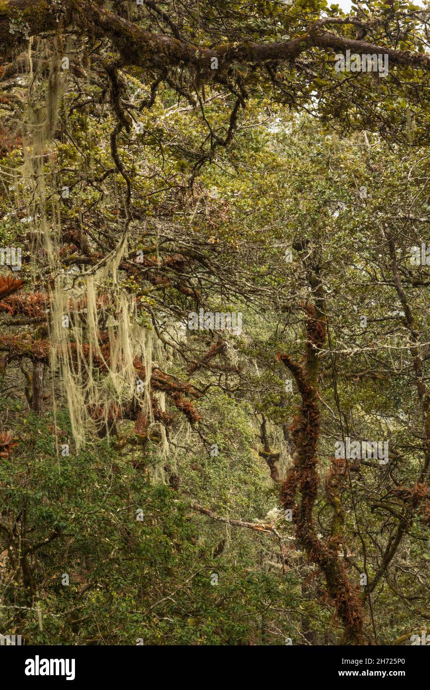 Epiphytic plants and ferns on trees on the trail to the Tiger's Nest Monastery in the forests of Bhutan. Stock Photo