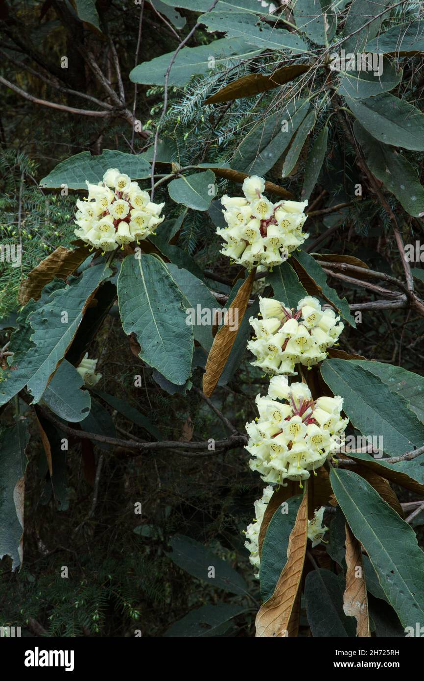 Falconer Rhododendrons, Rhododendron falconeri, in flower in the mountains of Bhutan. Stock Photo