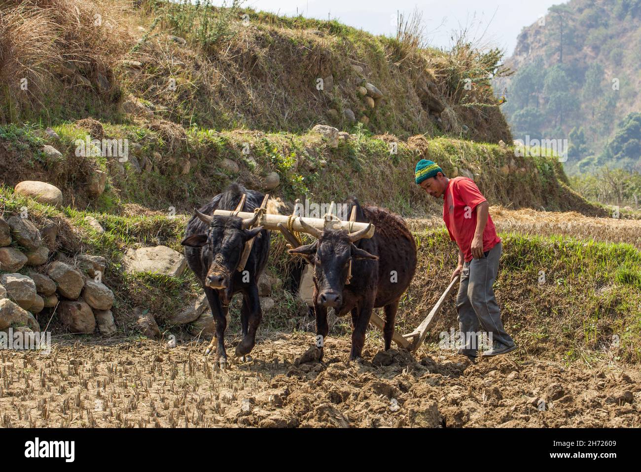 A Bhutanese man plows his rice field with oxen and traditional wooden plow.  Punakha, Bhutan. Stock Photo