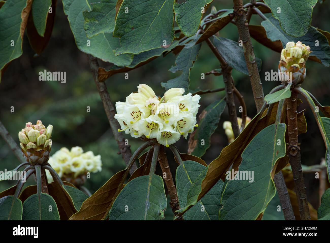Falconer Rhododendrons, Rhododendron falconeri, in flower in the mountains of Bhutan. Stock Photo