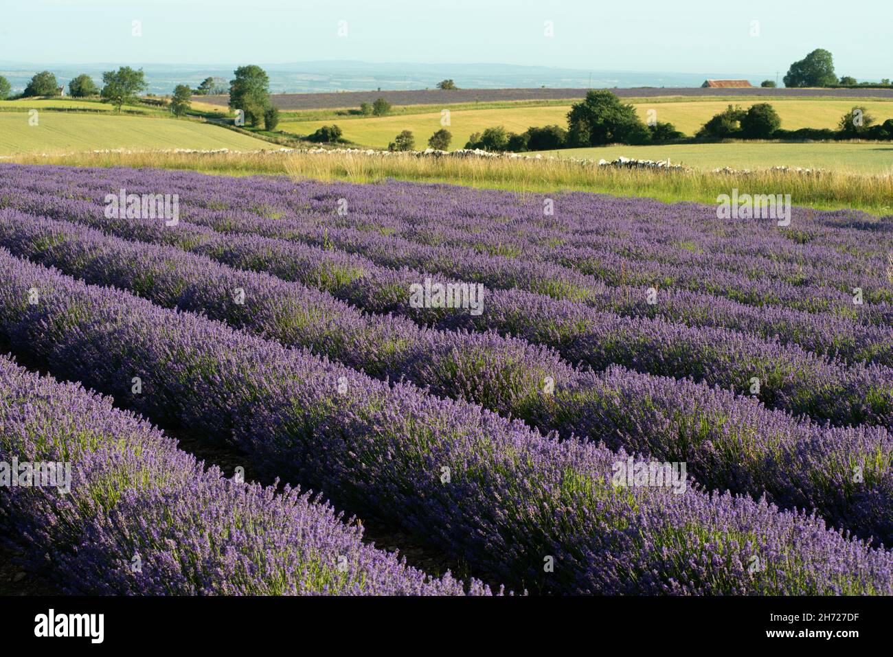 lavendar, Snowshill, Gloucestershire Stock Photo