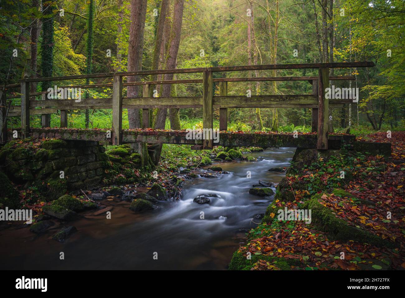 Scenic shot of a river that goes through the gorgeous forest and a ...