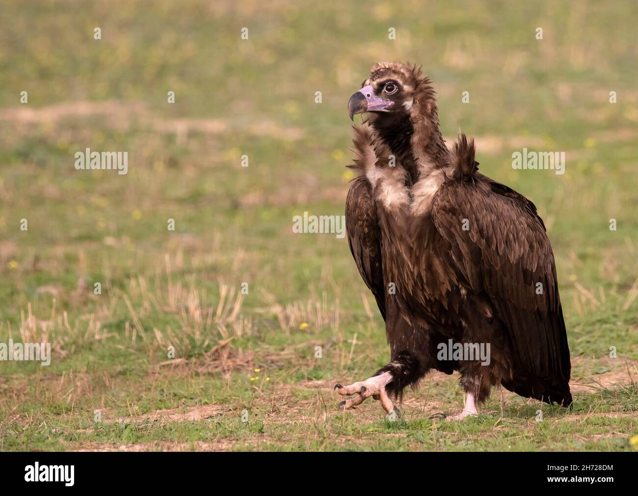 cinereous vulture Stock Photo