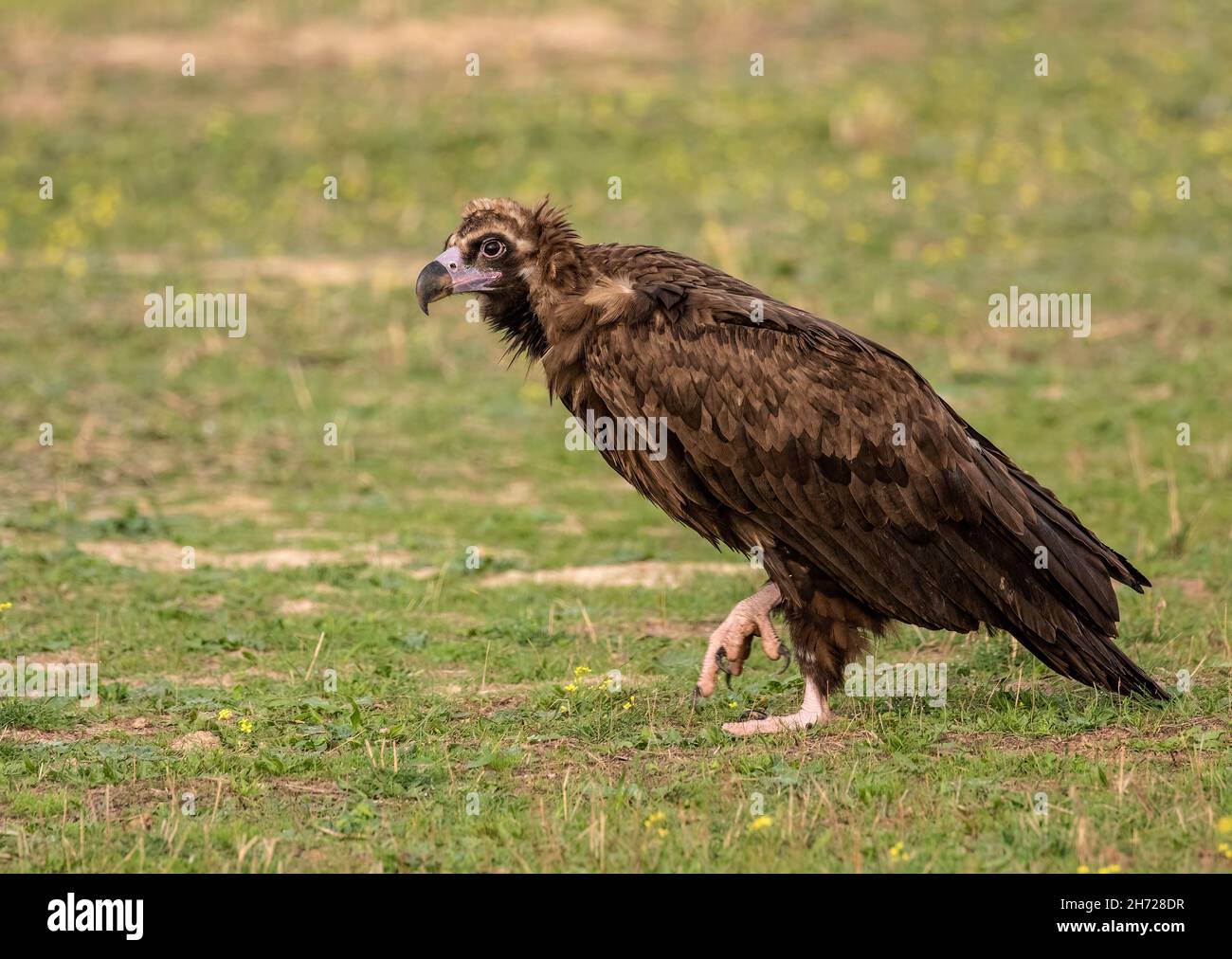 cinereous vulture Stock Photo