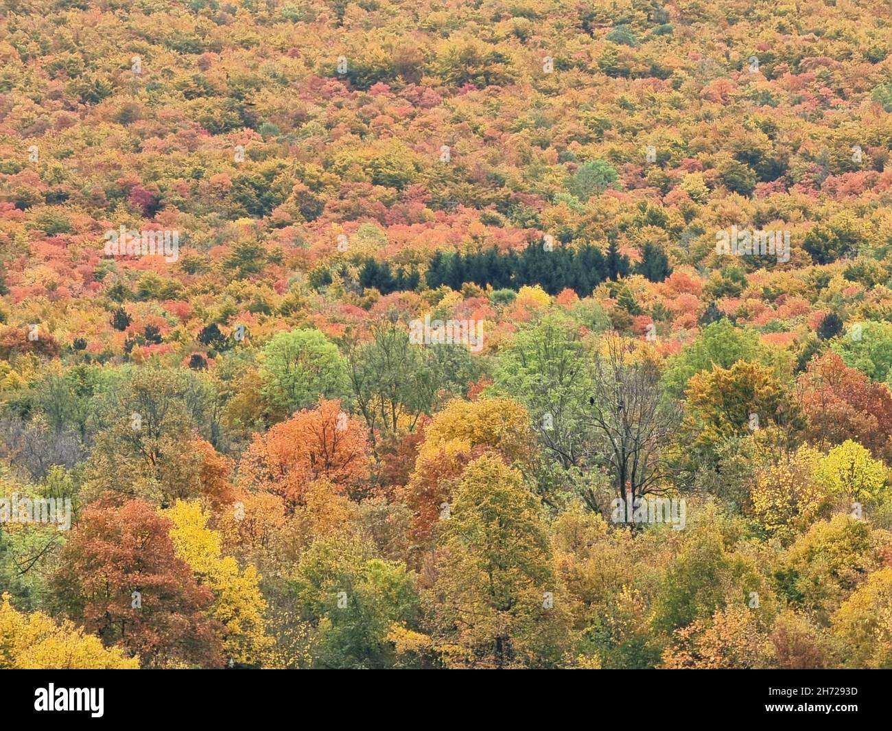 Aerial view of colorful forest trees during Autumn season Stock Photo ...
