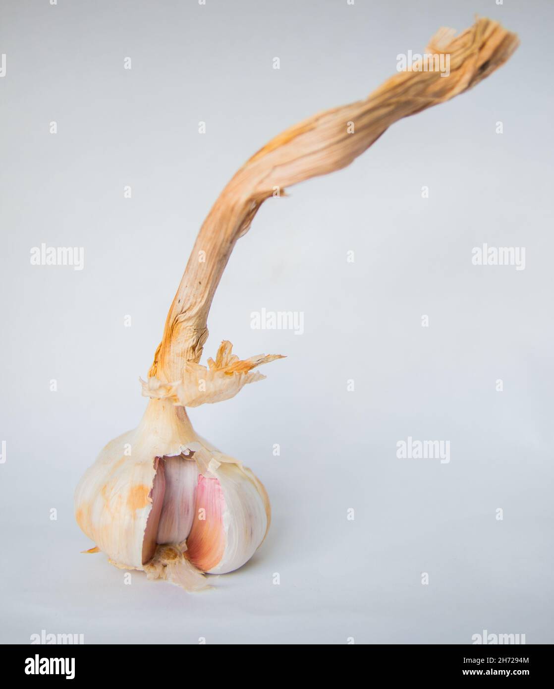 Garlic bulb isolated on a white background Stock Photo - Alamy