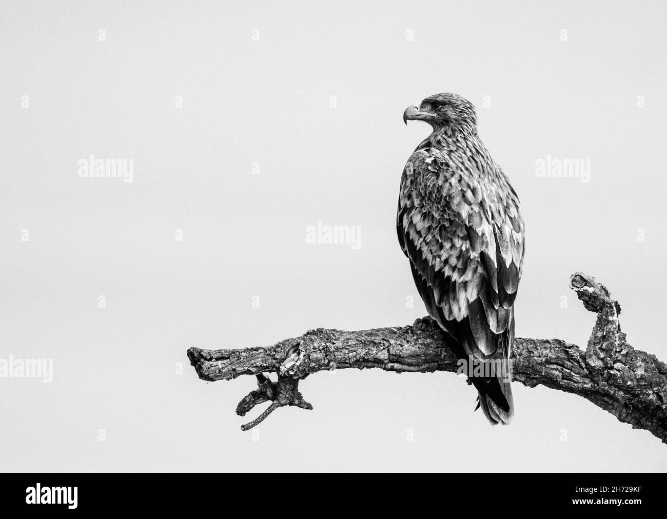Spanish Imperial Eagle (Adult) Stock Photo
