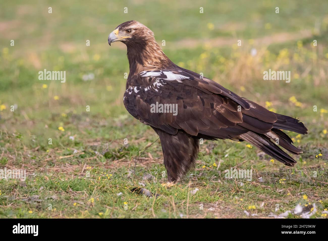 Spanish Imperial Eagle (Adult Stock Photo - Alamy