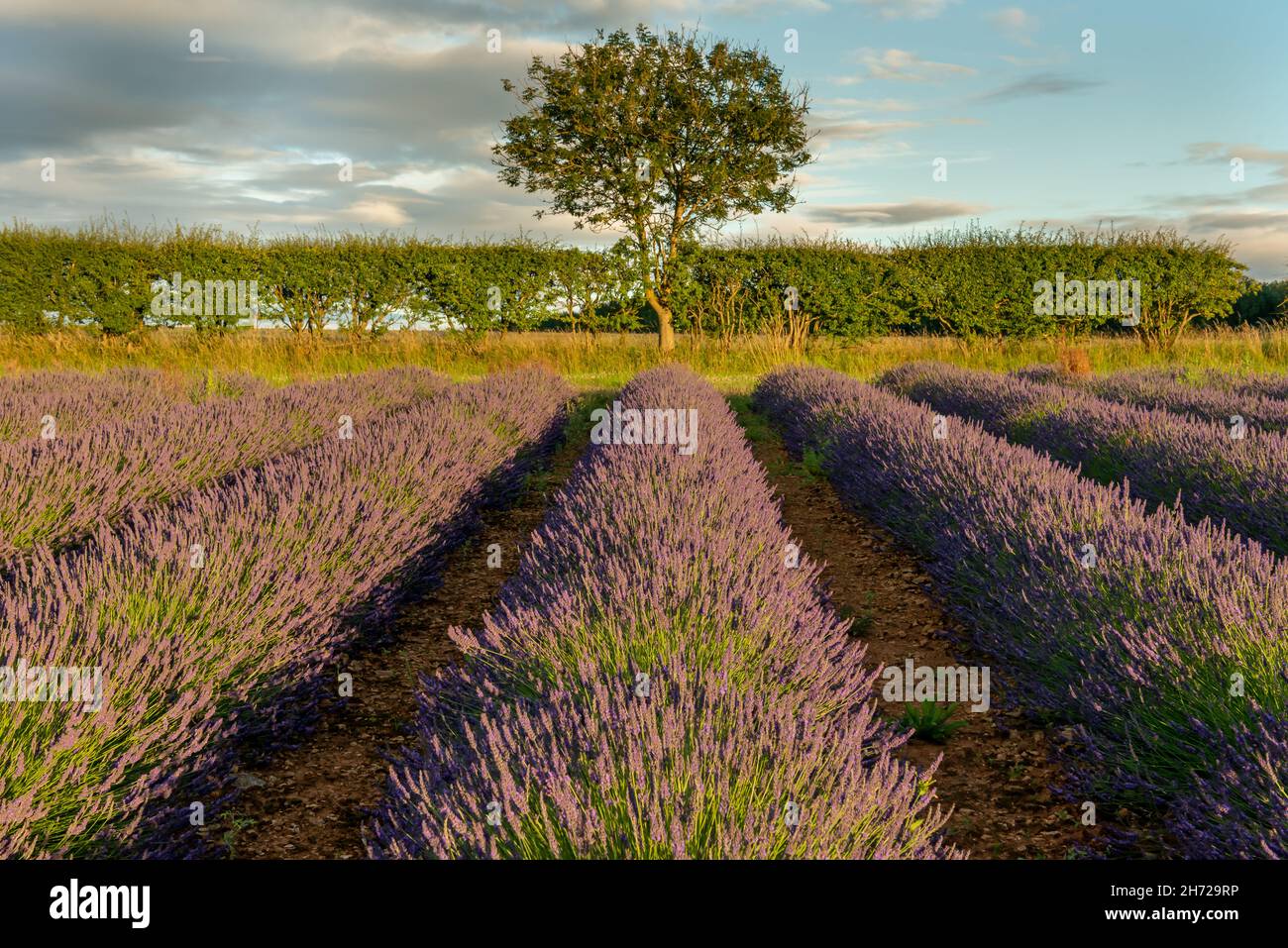 lavendar, Snowshill, Gloucestershire Stock Photo
