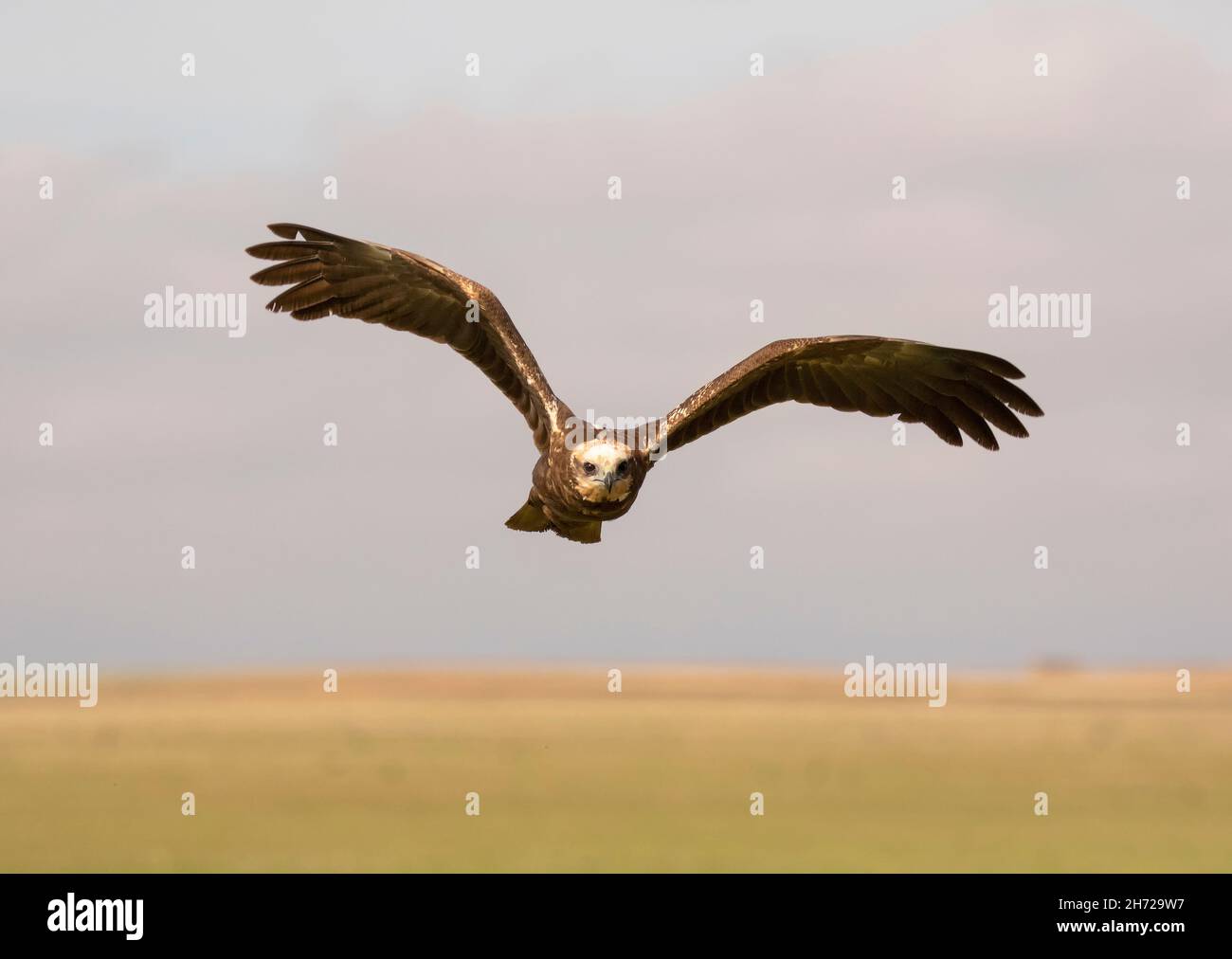 Marsh Harrier in Flight Stock Photo