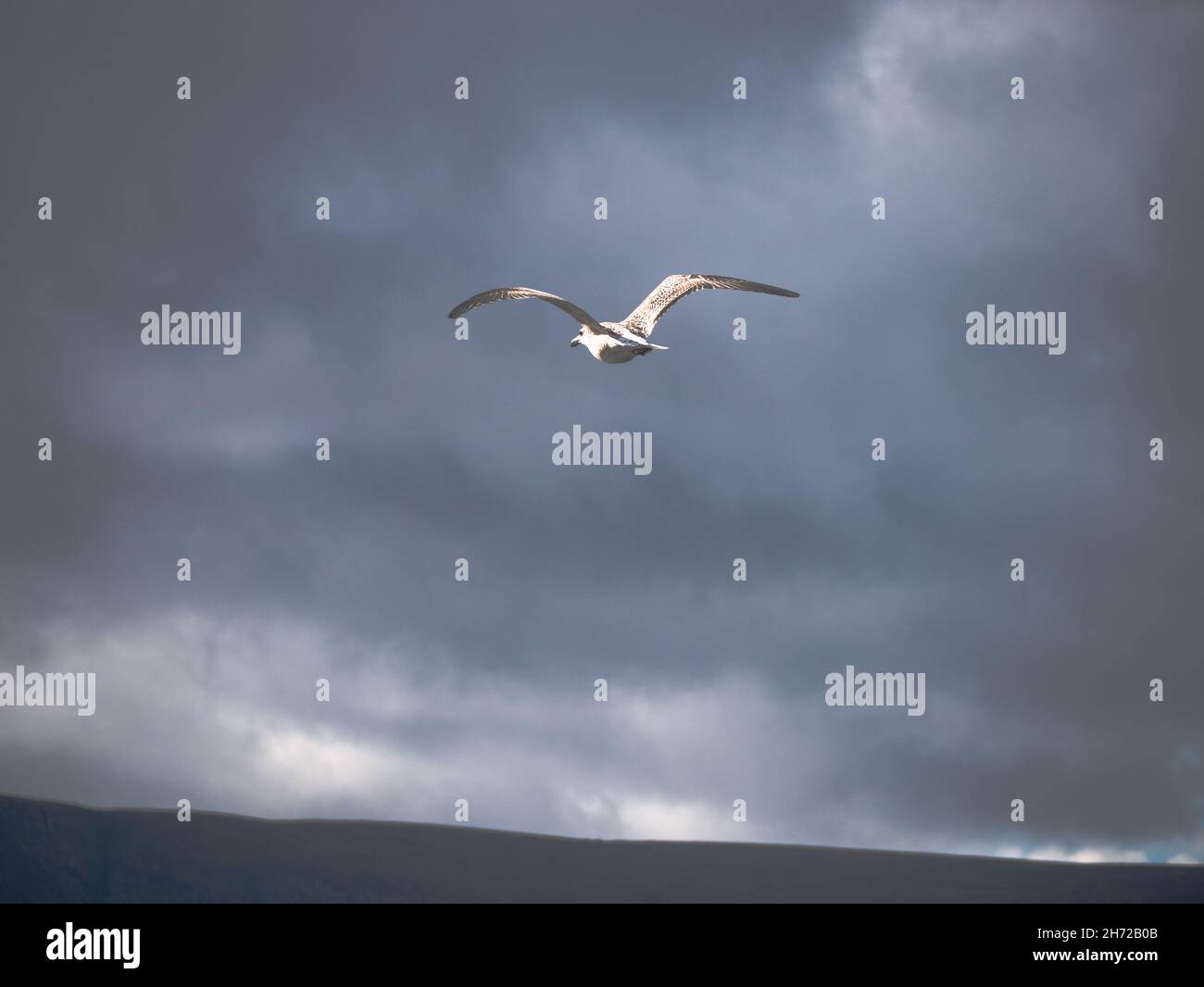 Seagull flying in the cloudy sky above a sea Stock Photo - Alamy