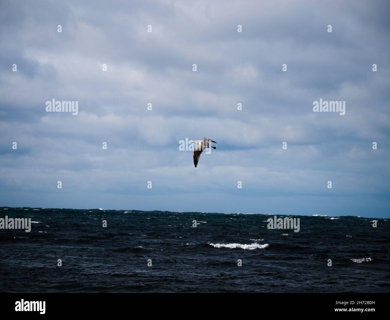 Seagull flying in the cloudy sky above a sea Stock Photo - Alamy