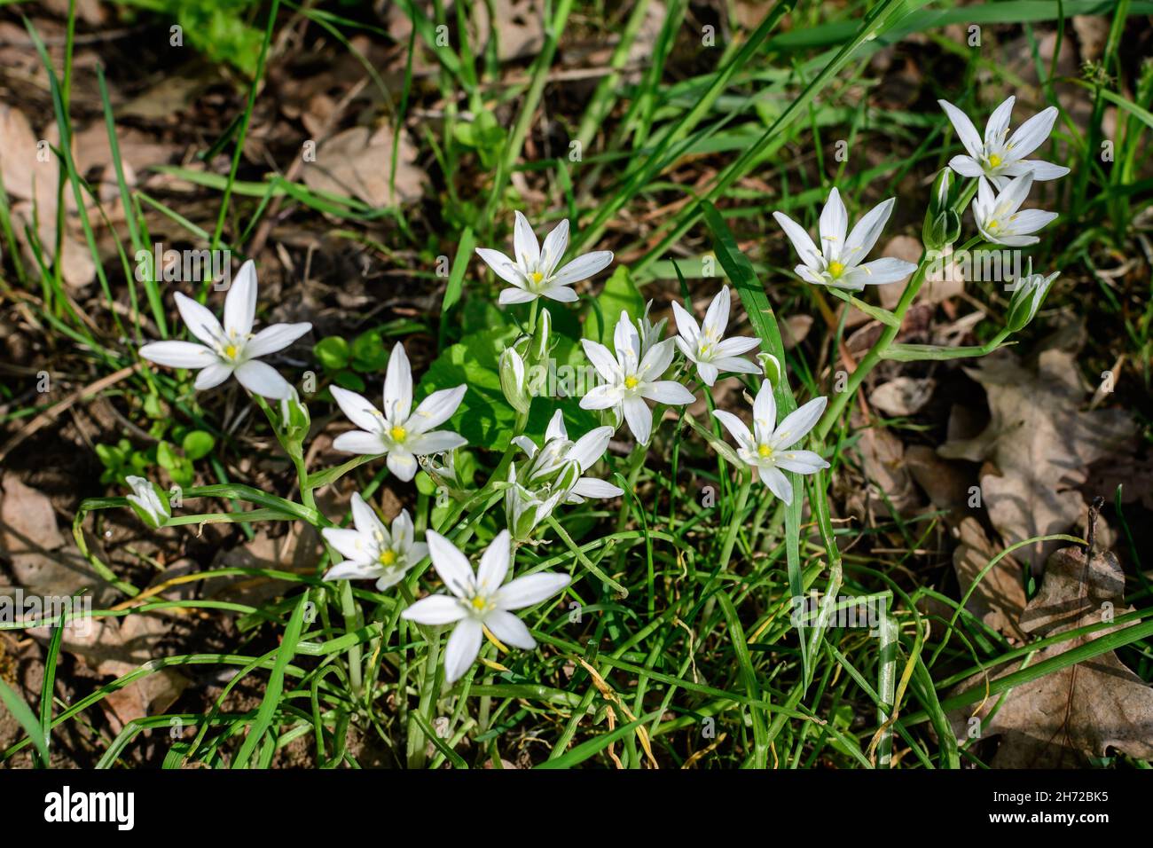 Many delicate small white flowers of Ornithogalum umbellatum plant commonly known as  the garden star-of-Bethlehem, grass lily, nap-at-noon, or eleven Stock Photo