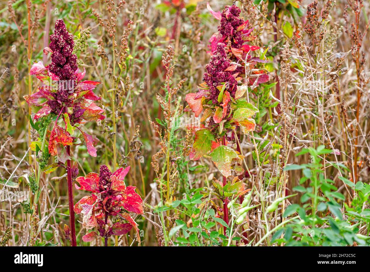 Quinoa (Chenopodium quinoa) showing red pistillate flowers in field in summer Stock Photo